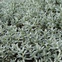 Cerastium tomentosum feuille